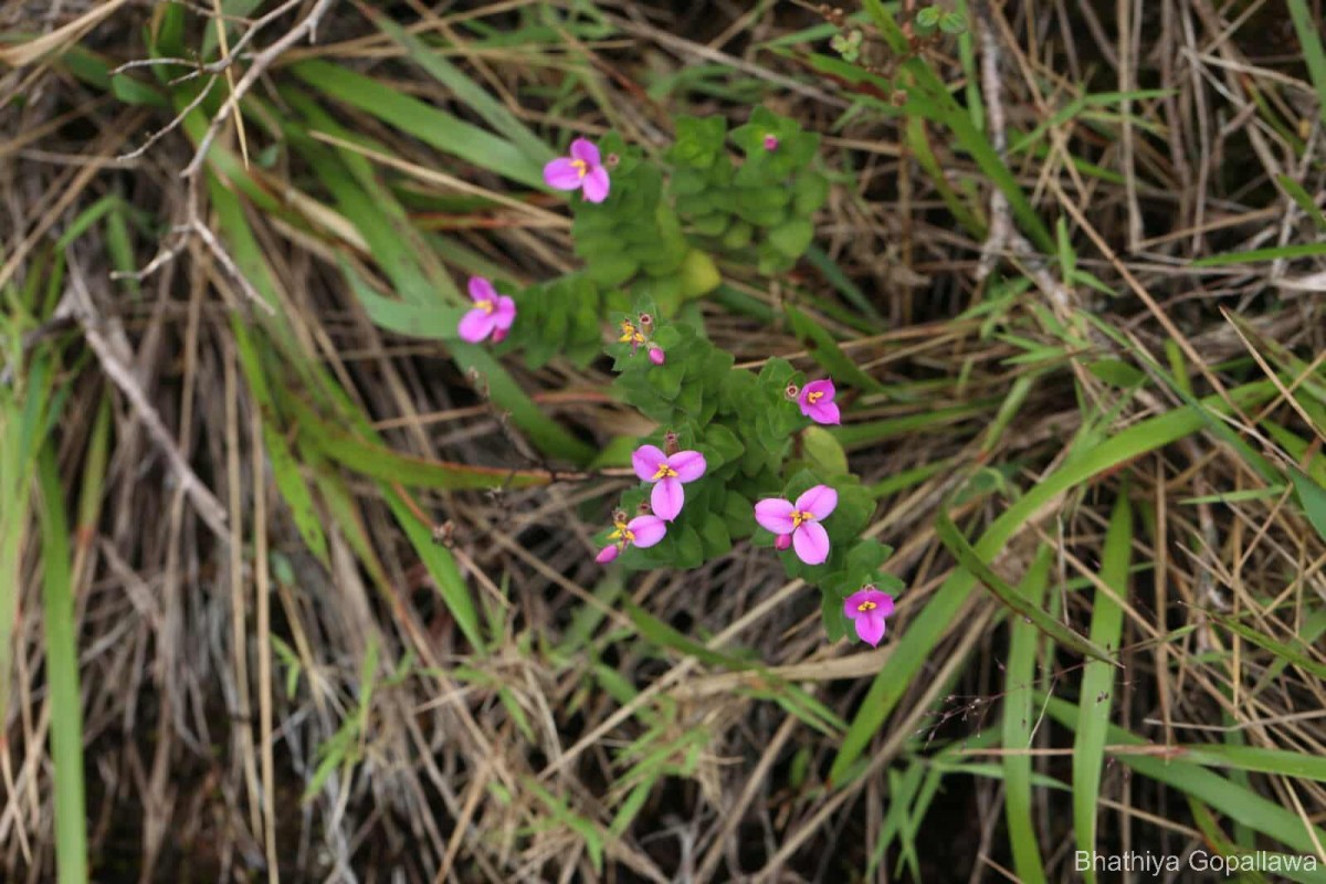 Sonerila firma (Thwaites ex C.B.Clarke) Lundin